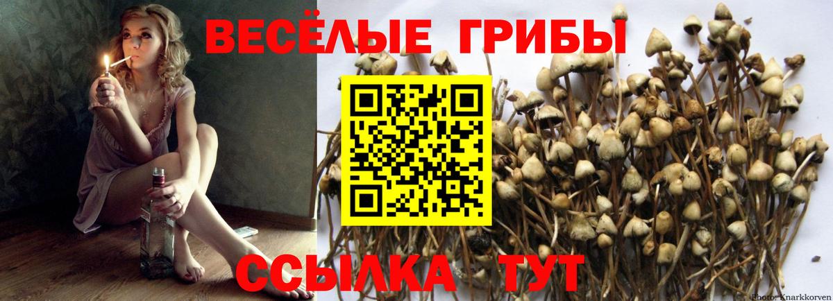 Галлюциногенные грибы Psilocybe Кириши